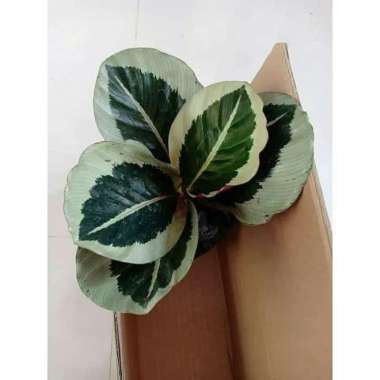 Tanaman Hias Calathea Marion