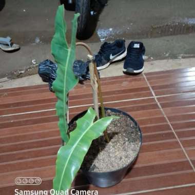 Tanaman philo billietiae x atabapoense kabel busi tanaman langka