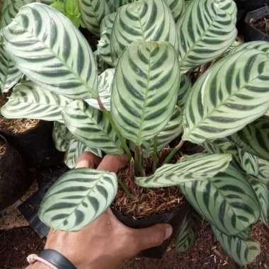 tanaman hias calathea sepat/marant amigris/kalatea/calatea