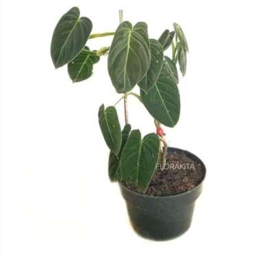 tanaman hias philodendron Melanochrysum - lidah gajah