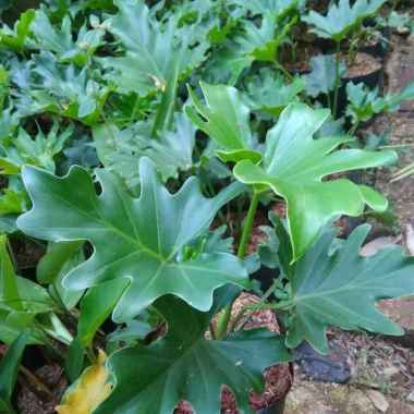 tanaman hias monstera philodendrum - philo jari - monstera philo