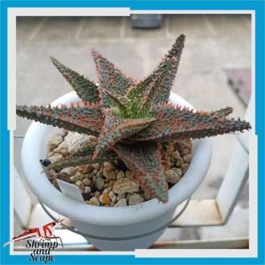Aloe TCT Burning Grass /Anakan Tanaman Sukulen Import Thailand Langka