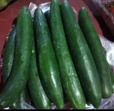 Timun kyuri/timun jepang