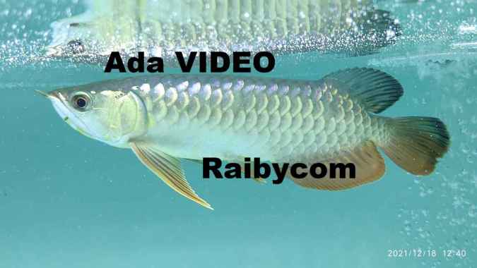 Ikan Arwana Golden Head 24k Crossback Blue Base 30Cm Arowana Malaysia