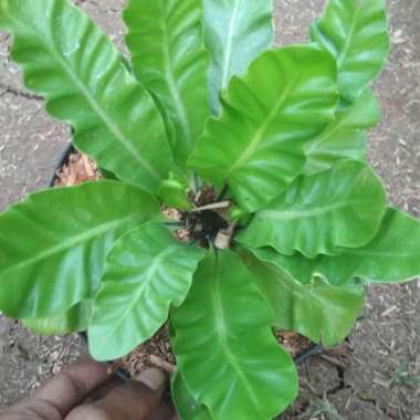 Tanaman hias pohon kadaka lasagna - kadaka lasagna