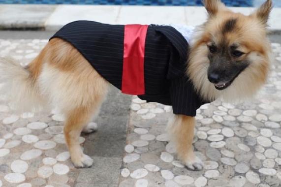 Daftar Harga Harga 30 Puppy Pet Terbaru Februari 2020 Terupdate