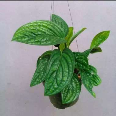Promo...!!! Tanaman hias sirih badak - sirih gading badak