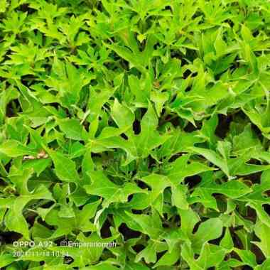 Bibit Tanaman Herbal Insulin Tanaman Herbal Diabetes