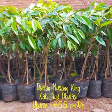 bibit buah durian musang king kaki tiga super