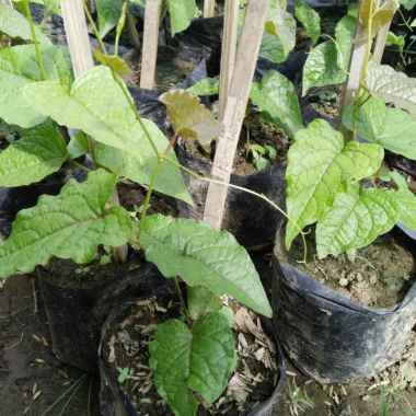 Bunga Air Mata Pengantin Bibit Tanaman Bunga Air Mata Pengantin Campur