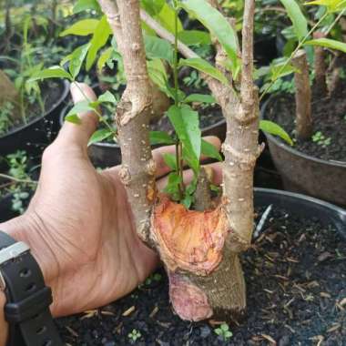 bahan bonsai anting putri batang sedang berakar