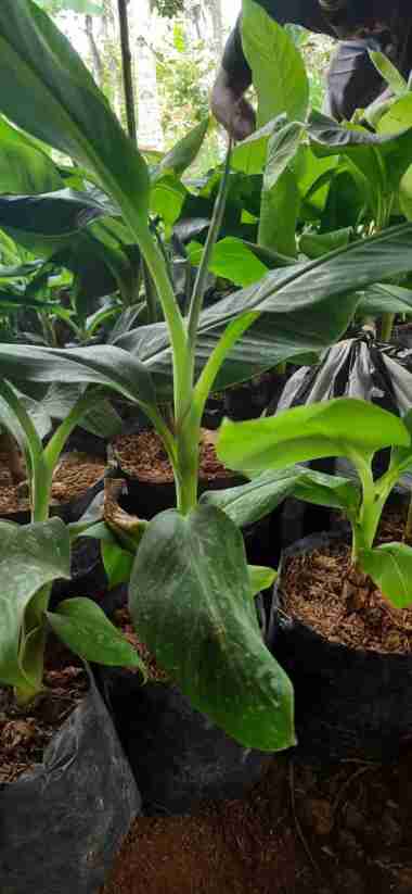 Bibit Buah Pisang Ambon aneka bibit promo