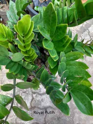 TANAMAN HIAS ZZ PLANT (Zamioculcas Zamiifolia) 8 BATANG RIMBUN