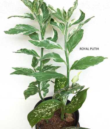 PAKET ISI 2 TANAMAN PATAH TULANG VARIGATA & DIEFFENBACHIA HIJAU BINTIK