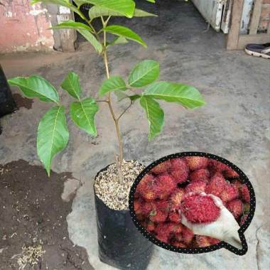 Azzahra berkah bibitku Rambutan Garuda Bibit Tanaman Indonesia
