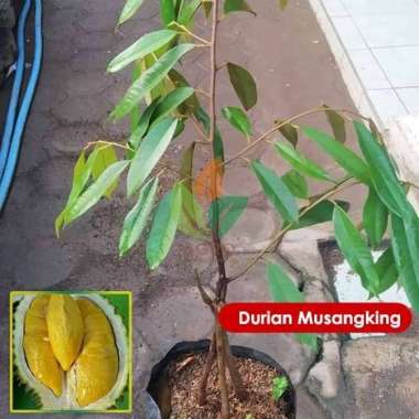 Bibit Durian Musangking Kaki 3 Asli Cepat berbuah Pohon Duren Unggul Tanaman okulasi MURAH