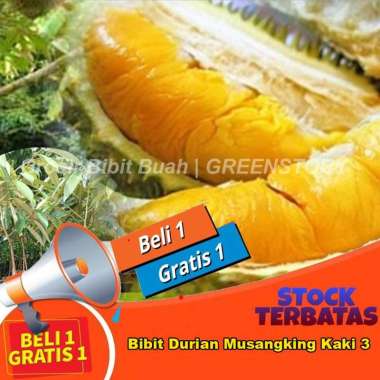 Bibit Durian Musangking Kaki 3 Asli Cepat berbuah Pohon Duren Unggul Tanaman okulasi 1 GRATIS 1