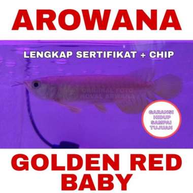 Ikan Arwana / Arowana Golden Red anakan / Baby RTG-HB Multivariasi Multicolor