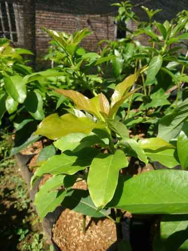 Bibit Alpukat Kendil Okulasi Aneka Bibit