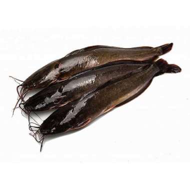 ikan Lele segar