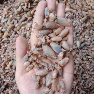 Baby cumi-Baby cumi kering, Baby cumi asin-cumi asin baby cck U/sambel 1/4 kg Kering
