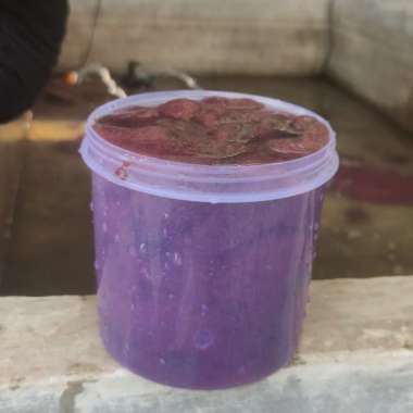 OEM Cacing sutra pakan ikan 1 liter Sale