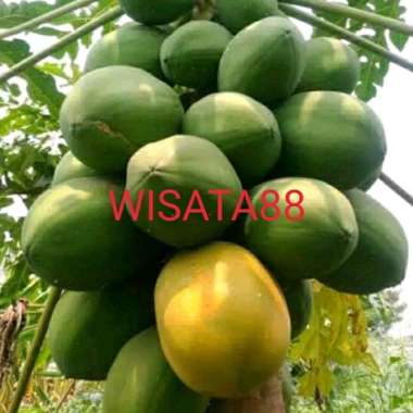 benih bibit unggul buah pepaya bangkok / benih bibit kates thailand