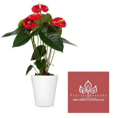 Tanaman Bunga Anturium Merah