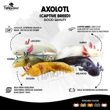 Axolotl GRADE A albino