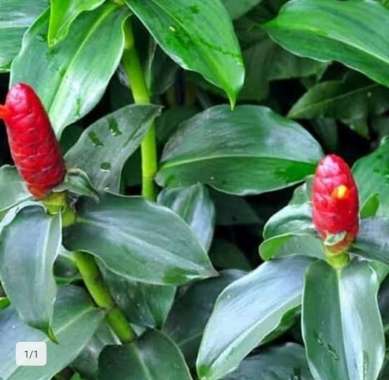 Bibit Tanaman Pacing Pentul Seluruh Indonesia