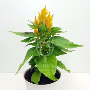 Tanaman Hias Celosia Kuning -