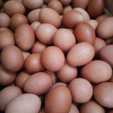 Telur Ayam Negeri 1kg