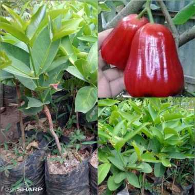 Warna Merah Jambu Terbaru November 2021 Harga Murah Gratis Ongkir Blibli