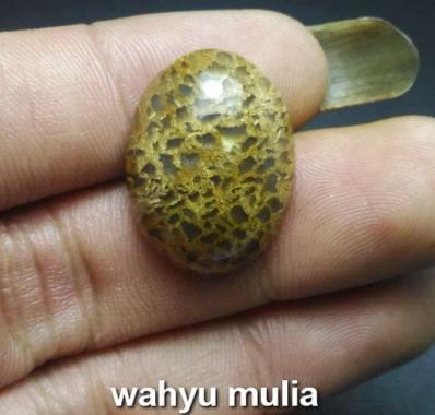 Batu Sarang Semut papua Asli (kode:660) Coklat