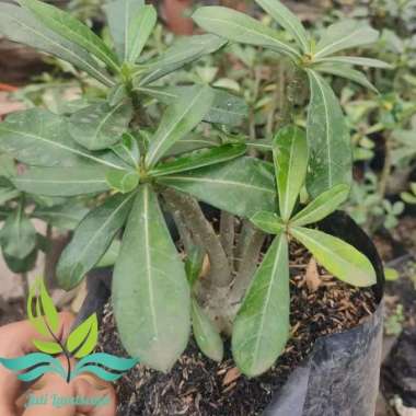 Bibit Bonsai Adenium Bonggol Besar Kamboja Jepang --