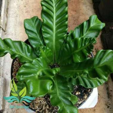 Tanaman hias kadaka lasagna --