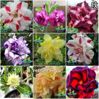 Paket 9 Tanaman Hias Bibit Bunga Kamboja Adenium Bunga Tumpuk --