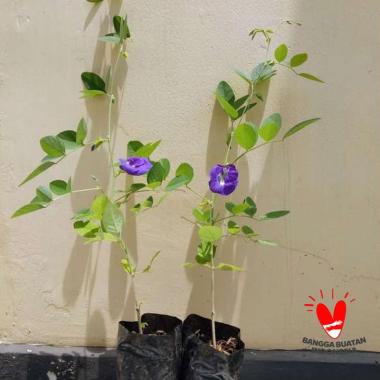 Npk Daun Bunga Harga Terbaru Januari 2021 Blibli