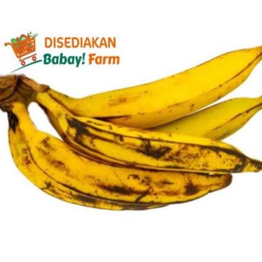 Pisang Tanduk (Pisang Candi) 1 Sisir