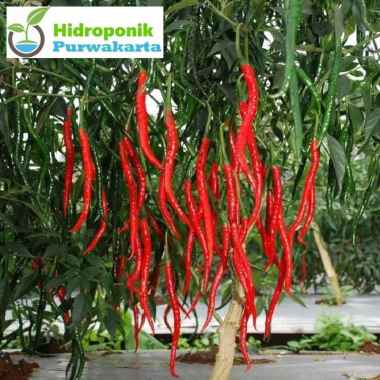 Benih Cabai Cabe Keriting Hibrida Kastilo F1 Isi 50 Benih Cap Panah Merah -