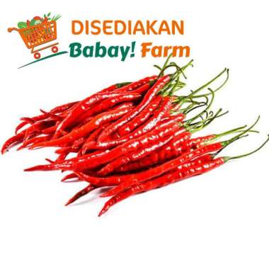 Cabe Keriting / Cabai Merah Keriting