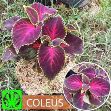 Tanaman Coleus 'Kingswood Torch'