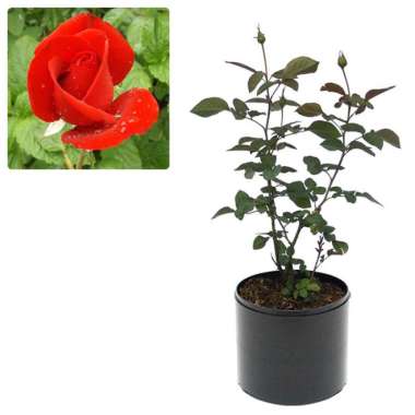 Jual Setangkai Bunga Mawar Terbaru Harga Murah Blibli Com