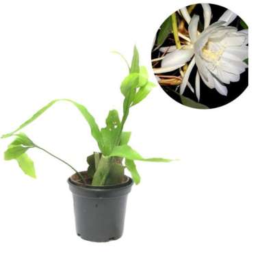 Tanaman Wijaya Kusuma Bangkok