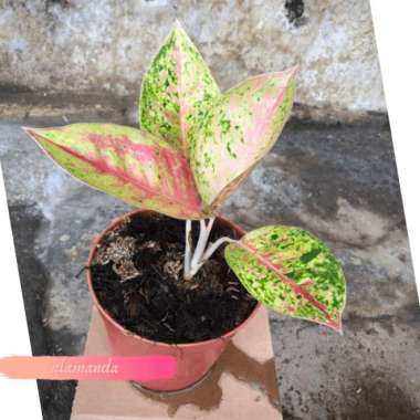 Tanaman Hias Aglaonema Big Roy