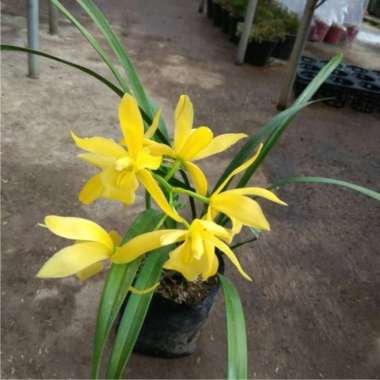 Tanaman Anggrek Cymbidium Golden Boy