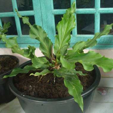 Tanaman Gelombang Cinta