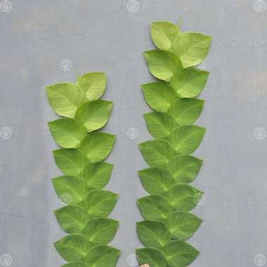 Tanaman Climbing Dollar ( Dolar Rambar )