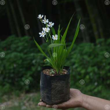 Tanaman Bawang Sabrang ( Bawang Dayak )