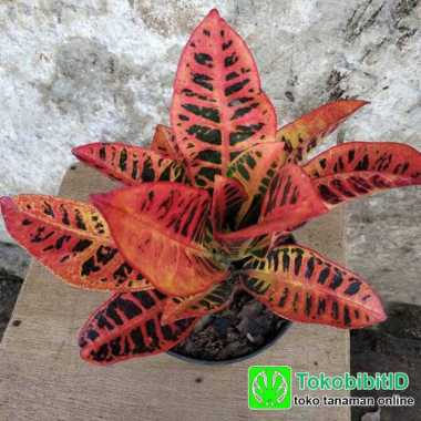 Tanaman Puring Proton